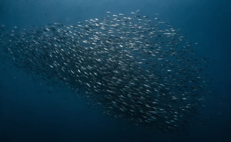 A shoal of fish moving together in deep blue water